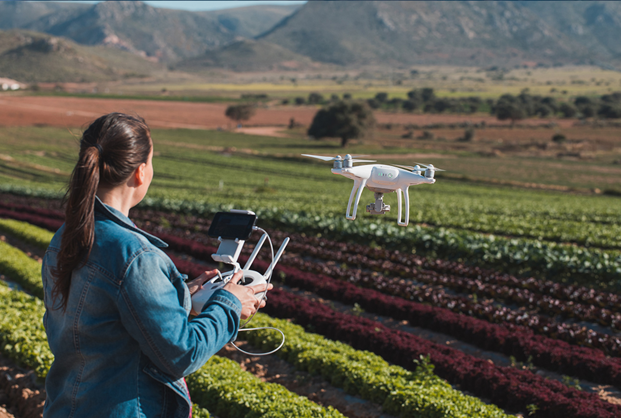 Person with remote control assessing an agricultural field with drone