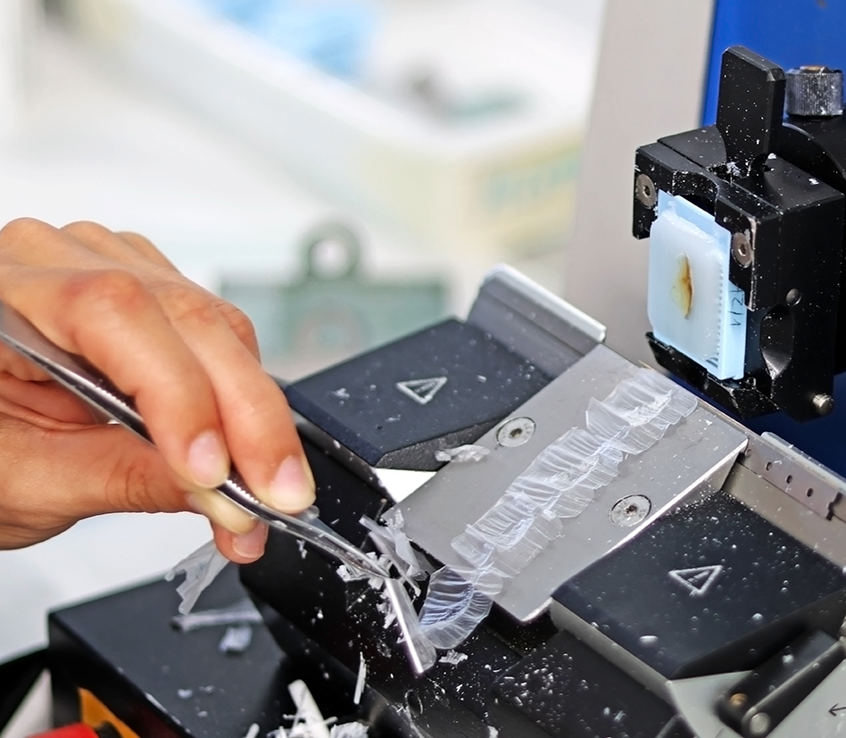 Technician slicing a material using a microtome