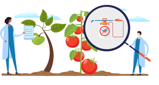 A graphic featuring a scientist on the left inspecting a plant, and a scientist on the right examining guidelines through a magnifying glass placed over a tomato plant.